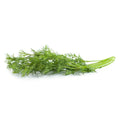 Herb- Local Fresh Dill Bunch