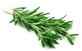 Herb - Rosemary
